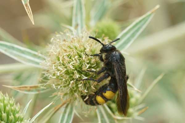 Closeup on a hairy scoliid wasp Scolia hirta on Eryngium campestre