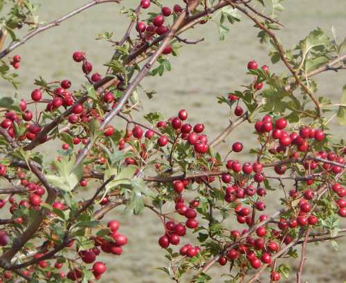 There are plenty of hawthorn berries in the area. red hawthorn berries on a branch