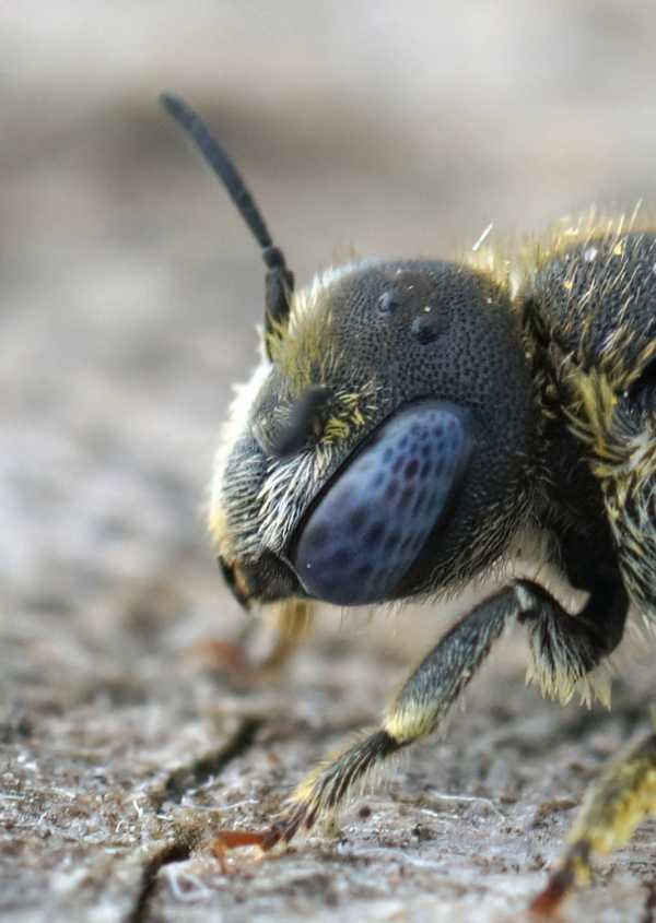 Macroshot of the head and face of spined mason bee, Osmia spinulosa 