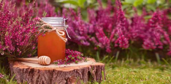 heather honey a jar of heather honey against a backdrop of pinkish purple heather plants