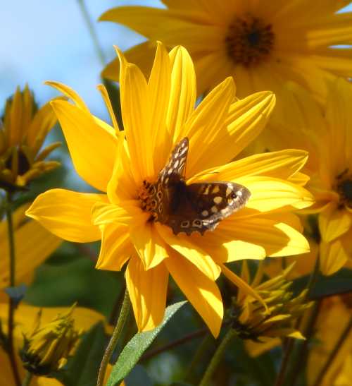 Speckled wood butterfly on Helianthus. Speckled wood butterfly on Helianthus - a smaller type of sunflower