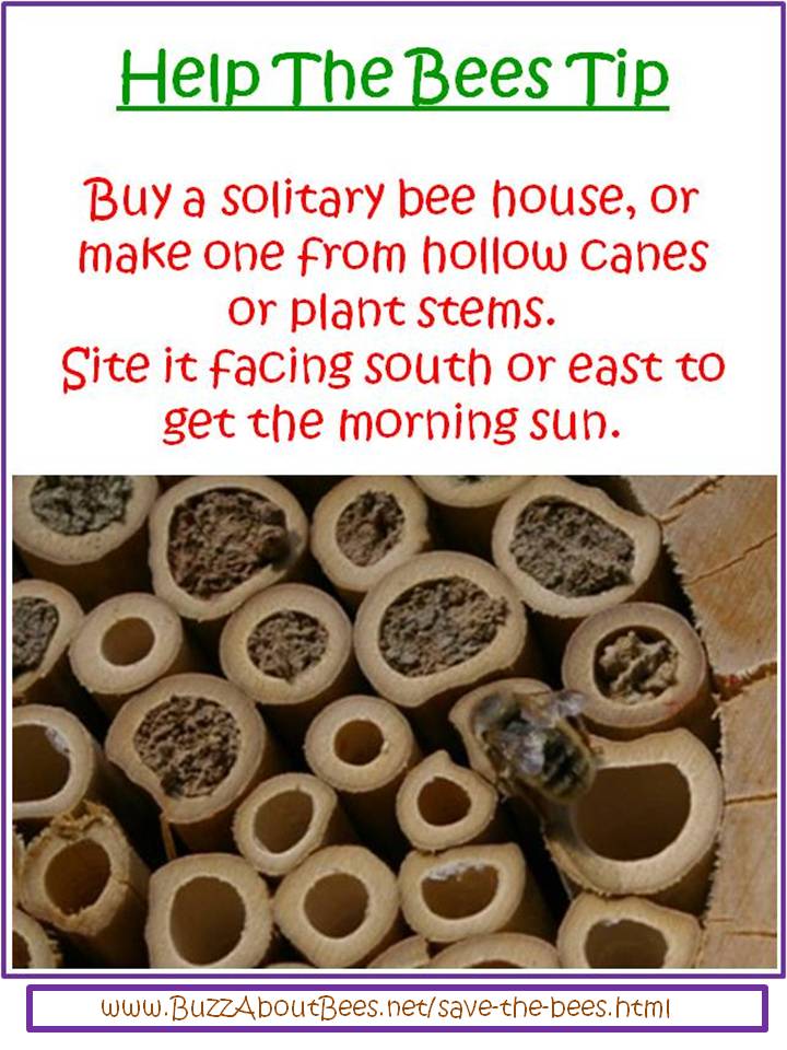 Meme- help solitary bees - with a bee house