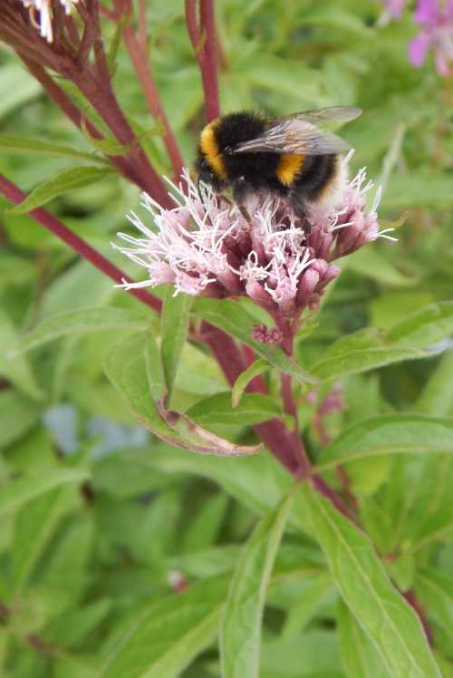 The dense, frothy flower heads of hemp agrimony are a pretty pale pink, which sit atop tall, upright dark pink stems. The dense, frothy flower heads of hemp agrimony are a pretty pale pink, which sit atop tall, upright dark pink stems.