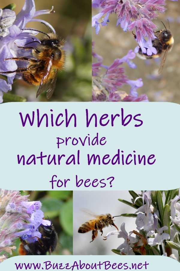 bees love herbs and some herbs provide medicinal benefits.  Image shows different bee species foraging on a variety of herbs including lavender, thyme and rosemary.