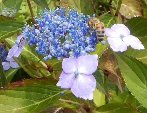 Image of a honey bee foraging on blue hydrangea flowers, linking to a page about honey bee pollination