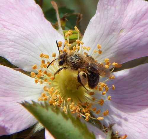 painted mining bee on pink rose