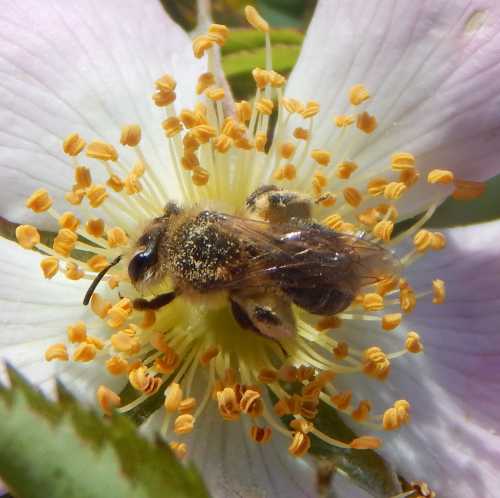 painted mining bee on rose links to page about how bees breathe