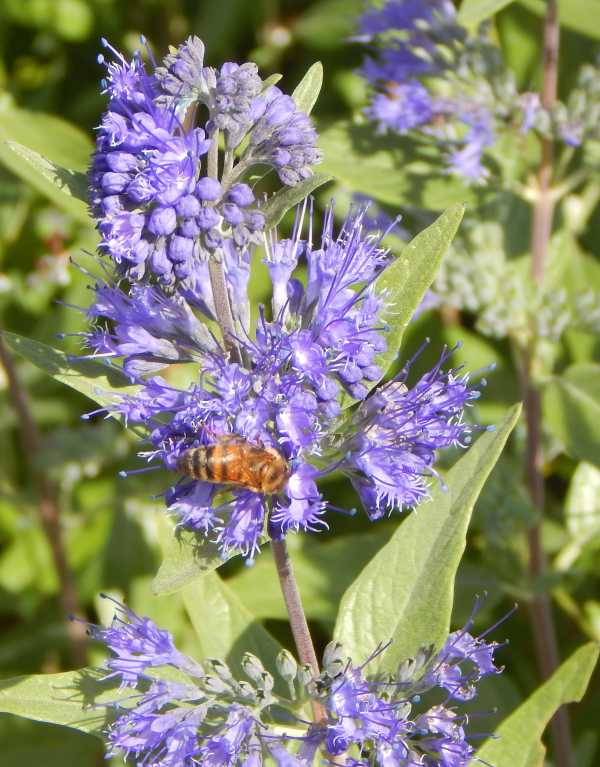 honey bee Apis mellifera foraging on the blue flowers of Bluebeard - Caryopteris x clandonensis