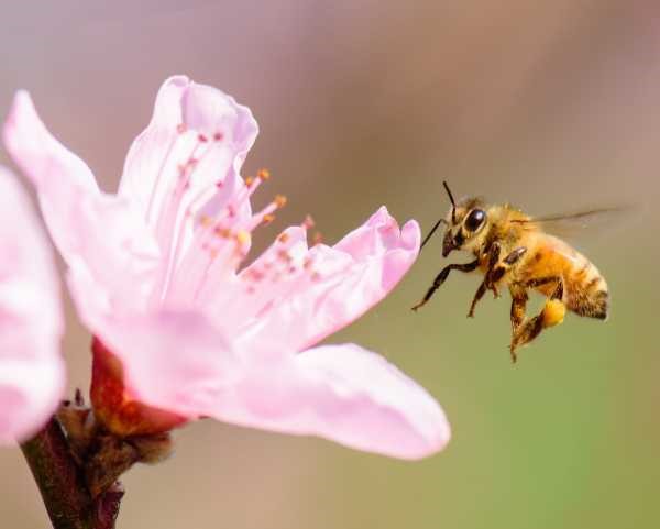 honey bee visiting a pink cherry bossom flower, side view