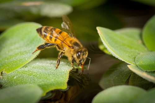 honey bee standing on a lily leaf to drink water from a pond honey bee standing on a lily leaf to drink water from a pond
