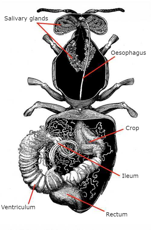 Honey Bee Digestive Tract The Honey Bee Digestive Tract diagram