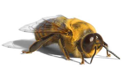 It's that time of year again… when the male bees get kicked out of the, Bees Videos