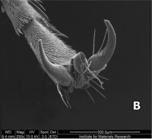 the foot and claws of a honey bee under the microscope the foot and claws of a honey bee under the microscope