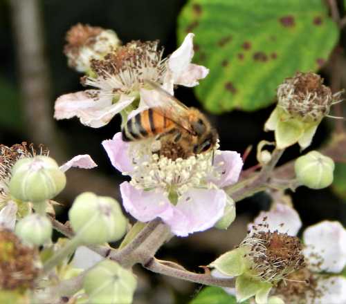 honey bee worker foraging on and pollinating a pinkish white blackberry flower -side view