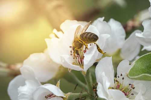 Bees Gone Wild - Scientific American Blog Network