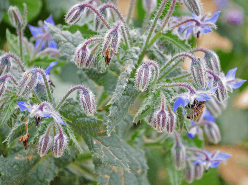 Honey bee foraging on a Borage plant showing many blue flowers. Honey bee foraging on a Borage plant showing many blue flowers.