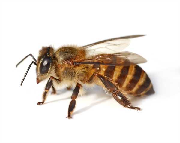 side view of a honey bee, white background