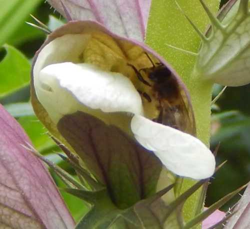 honey bee inside an Acanthus flower head honey bee inside an Acanthus flower head