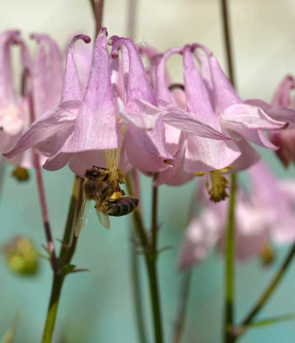 Do Bees Like Aquilegias (Columbine / Granny's Yes!
