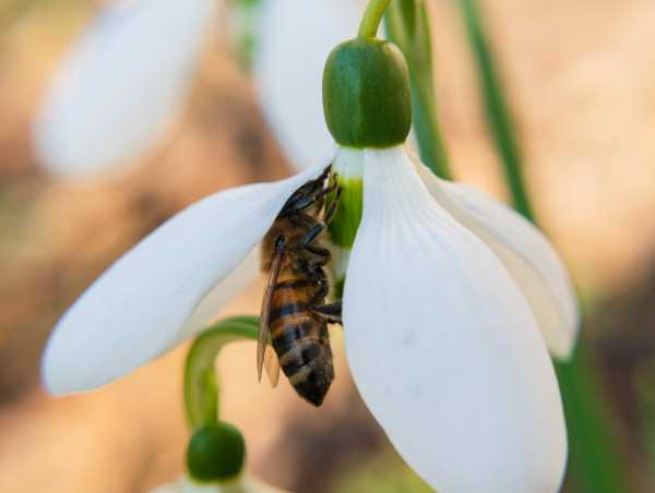 Honey bee foraging on a beautiful white snowdrop flower (Galanthus)