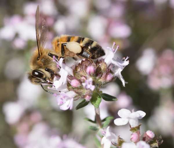 Honey bee on Thyme Honey bee on pale pink Thyme flower