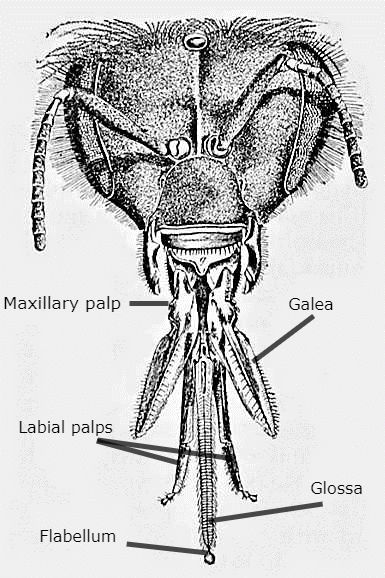Bee Tongues: Which bees have long or short tongues? How long are they?