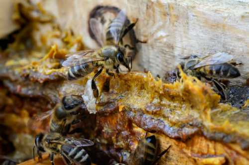 several honey bees working with orangey coloured propolis several honey bees working with orangey coloured propolis