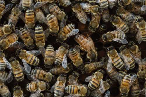 A group of honey bee workers with a larger queen. A group of honey bee workers with a larger queen.