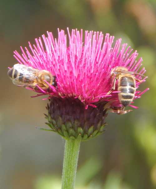 honey bees on cirsium vulgare links to page 'are honey bees domesticated?'