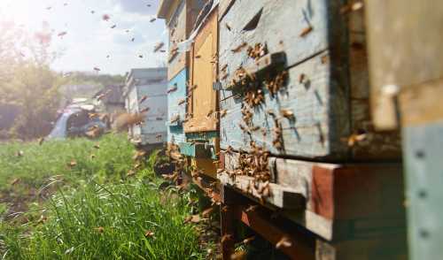 Honey bees returning to a row of bee hive entrances