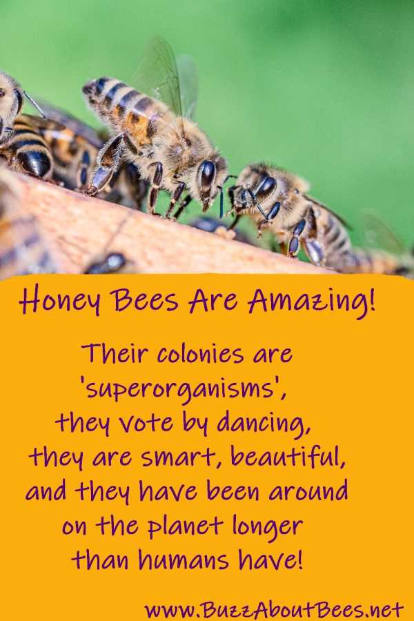 honey bees are amazing. They live in colonies that are superorganisms and they have been on the planet longer than humans have