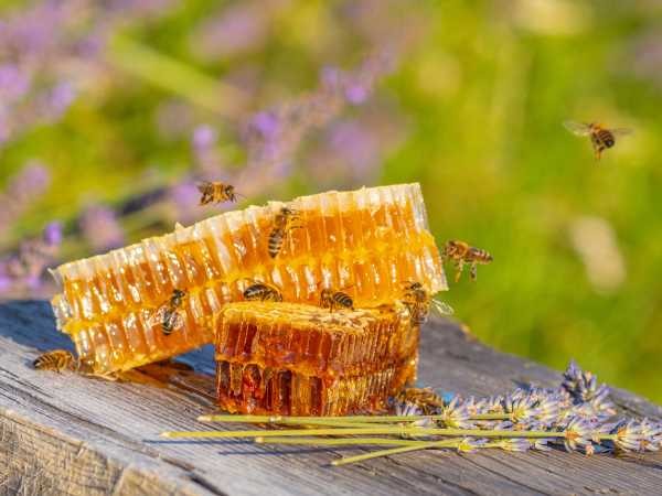 honey bees around natural honeycomb staged in a natural setting