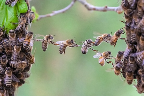 festooning bees honey bees bridge a gap between combs. this is called festooning or chaining.