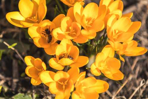 Honey bees foraging on 'Golden Yellow' crocus 2 honey bees foraging on a group of yellow crocus flowers