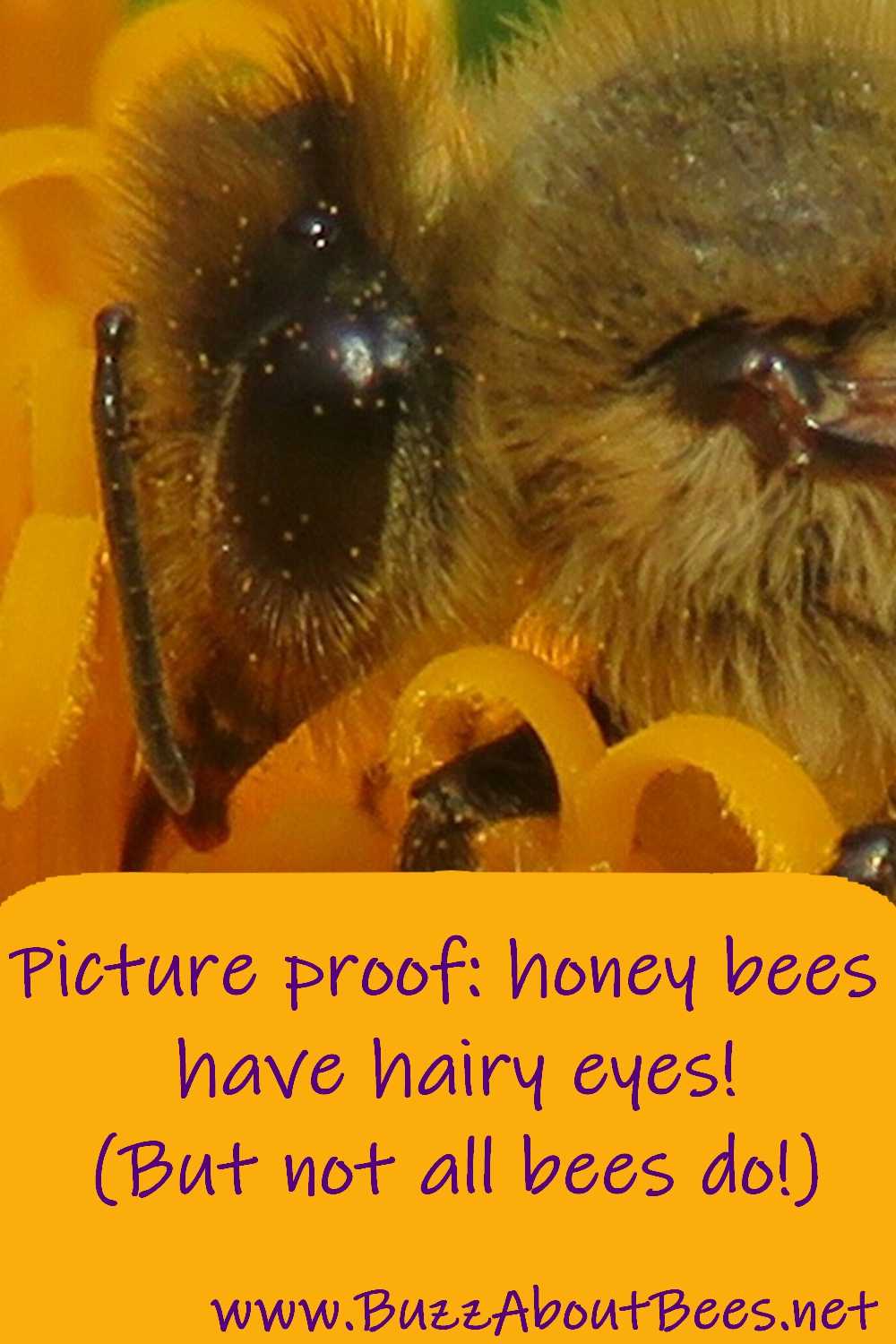 honey bees have hairy eyes but not all bees do