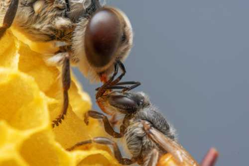 How do bees communicate? 2 honey bees touching mouth to mouth