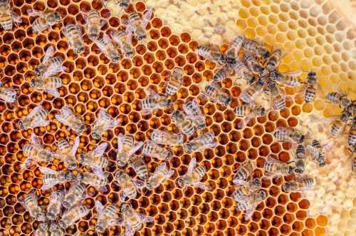 honey bees on comb