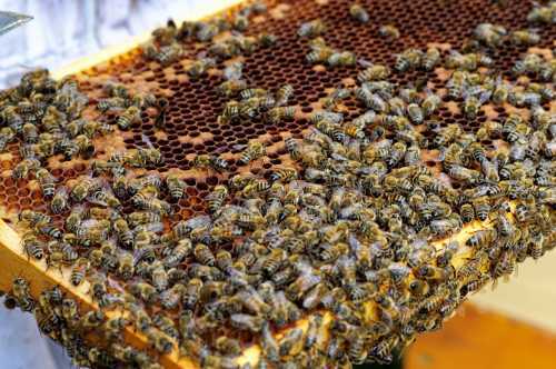 honey bees on a hive frame