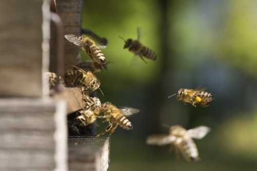 honey bees returning to the hive entrance