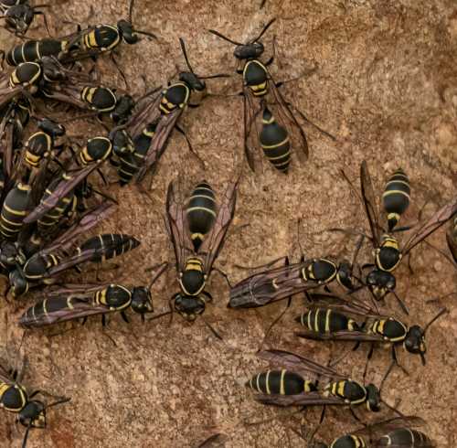 Honey pot wasps of the Polybia genus Honey pot wasps.  They are small dark wasps with thin yellow bands