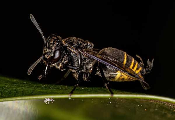 Honey wasp, <i>Brachygastra</i> species Honey wasp Brachygastra species, on a green leaf, side view