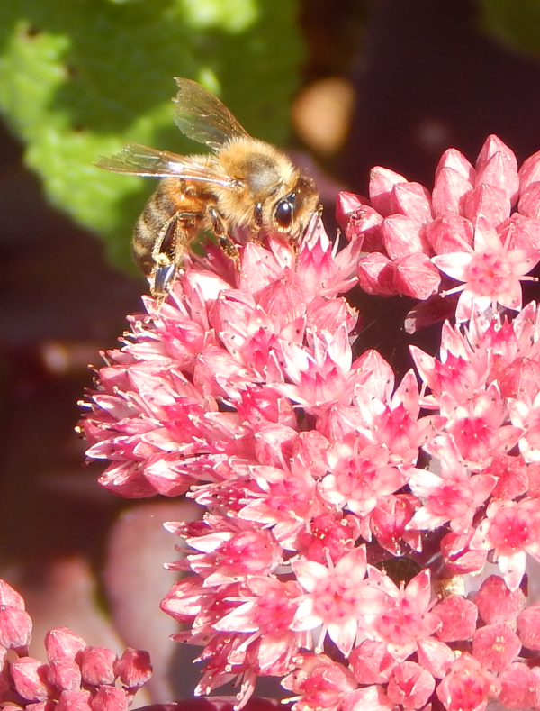 honey bee on pink sedum flower cluster