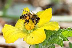Honey bee worker with pollen in its pollen baskets, foraging on a yellow watermelon flower, side view.