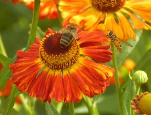 Honey bee and hover fly share a sneezeweed flower. Honey bee and marmalade hover fly share a deep orange sneezeweed flower.