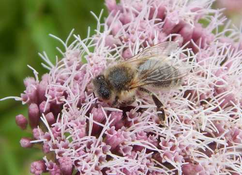 honey bee on pink hemp agrimony flower honey bee on pink hemp agrimony flower