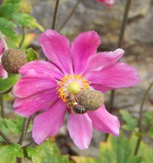 Anemone hupehensis -  japonica 'Prinz Heinrich'. Honey bee foraging on Japanese Anemone hupehensis -  japonica 'Prinz Heinrich' - a pink variety that I have growing in my garden.