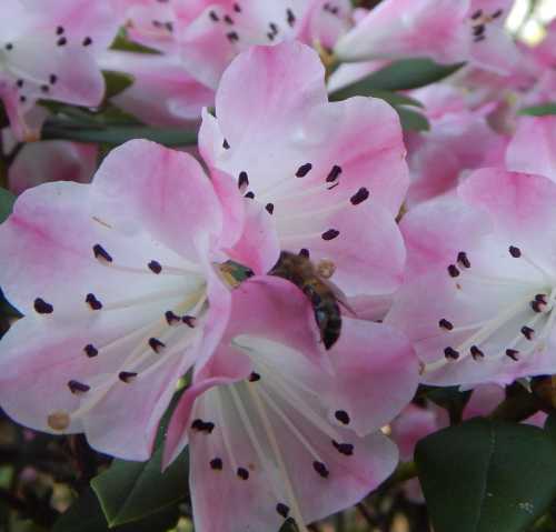 Honey bee foraging on Rhododendron Honey bee foraging on pink Rhododendron