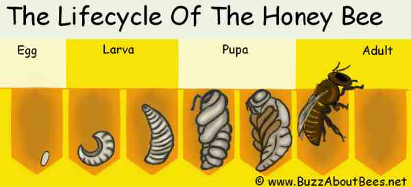 The Honey Bee Life Cycle Egg Larva Pupa To Adult Bee And Lifespan