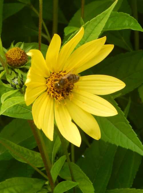 Honey bees also like sunflowers. Honey bees also like sunflowers.