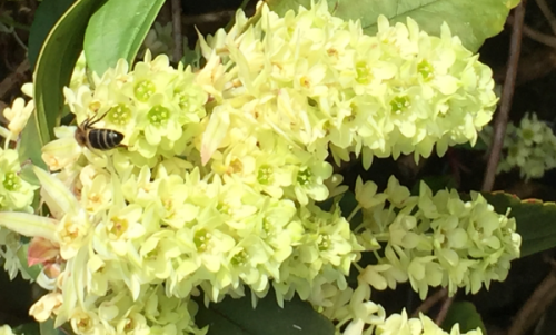 Honey bee on greenish white <I>Ribes laurifolium</I> in February.